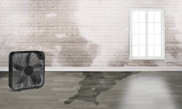 Best Basement water damage restoration  in Portageville, MO